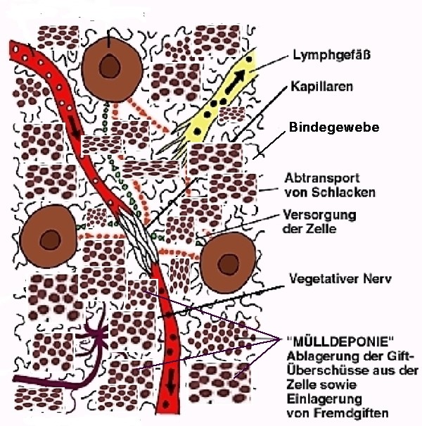 Diagramm Aufbau der Zellen